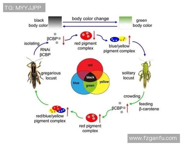 科学高效的训练方法与策略探索：提升运动表现与身体素质的全方位路径